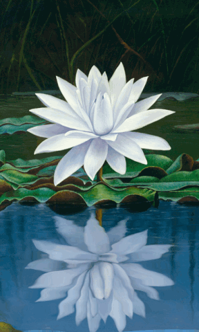 lotus GIF