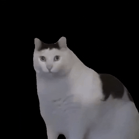 White Cat What GIF