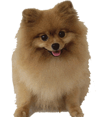 MadGO kiwi mads madgo madog Sticker