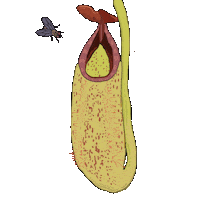 cafeinacoli carnivorous plant caro arevalo cafeinacoli pitcher plant Sticker