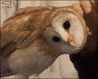 head twisting GIF