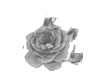 Vasia Vassiakostara Sticker by VassiaKostara_LimitedCollection