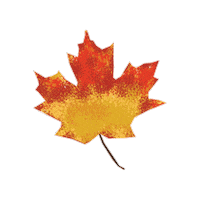 Maple Sticker by Evoolution
