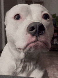 Sad Face GIF