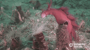 Eat Om Nom GIF by Monterey Bay Aquarium