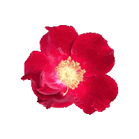 Flower Rose Sticker