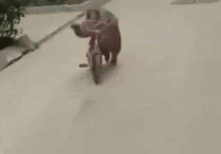 Biker Uzbek GIF