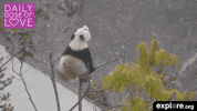 china baby GIF by explore.org