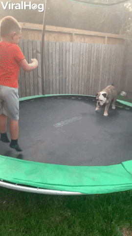 Bulldog Bounces On Trampoline GIF by ViralHog