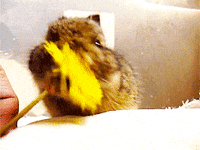 flower eating GIF