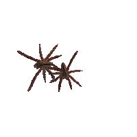 Spider Crawl Sticker by Dinaaaaaah