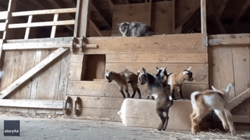 Adorable Baby Goats Perform 'Ballet' at Maine Farm
