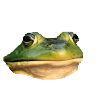 frog STICKER by imoji
