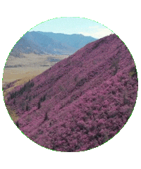 Цветы Sticker by kchr