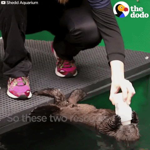 sea otters GIF by The Dodo