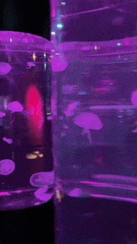 Fish Tank GIF