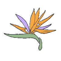 Bird Of Paradise Hawaii Sticker by Momohara Media