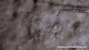 GIF by KQEDScience