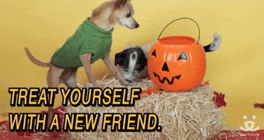 Treat Yourself With A New Friend