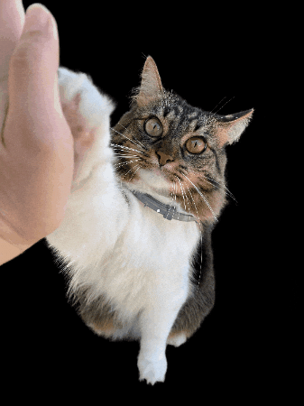 MiniCatTown cat kitten high five rescue GIF