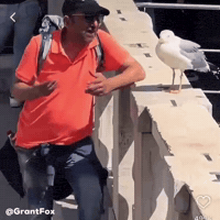 Bird Seagull GIF