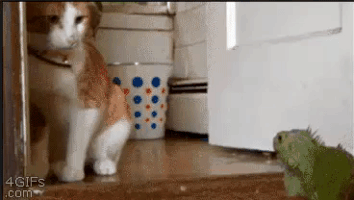 kitty home GIF