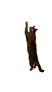 Cat Kitty Sticker