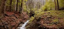 flowing water forest GIF by Jerology