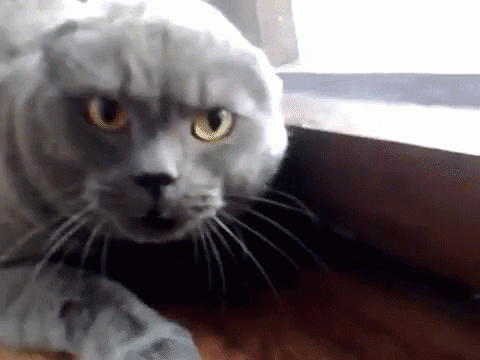 Angry Cat GIF by memecandy
