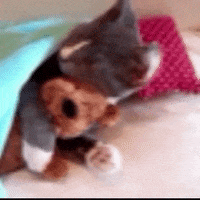 cat GIF by The Videobook