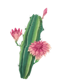 sertaoesanfona cacto jaco Sticker