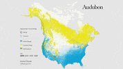 hermit thrush GIF by audubon