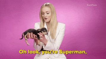 Game Of Thrones Dog GIF by BuzzFeed