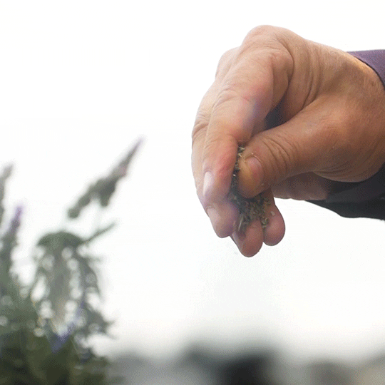 stackfilm giphyupload GIF