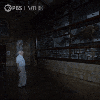 London Wildlife GIF by Nature on PBS
