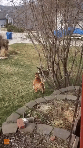 Dog and Deer Have Unexpected Morning Playdate