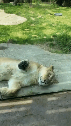 Do Not Disturb: Cincinnati Zoo Lioness Catnaps Against Glass Ahead of June 10 Reopening