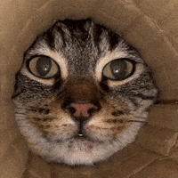 pringlecats cat cats cute cat funny cat GIF