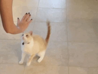 Video gif. A tan cat rises up on its hind legs and high fives a human with its paw.