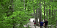 maine GIF