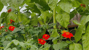 Flower GIF by Justin