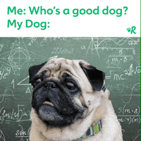 Confused Thinking GIF by Rover.com