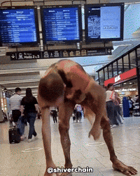 Man Monster GIF