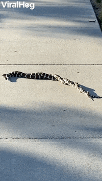 Tangled Snakes On Sidewalk GIF by ViralHog