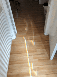 KantoLegend_ dog run puppy doggo GIF