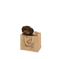 olijfboompie boom olive olijf olijfboompie Sticker