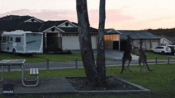 Kangaroo Boxing Match Disrupts Idyllic Picnic