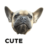 Star Wars Sticker by Diggs Pet