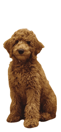 Puppy Love Dog Sticker by Diggs Pet