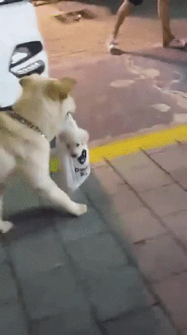 Video gif. Golden lab-type dog walks down a sidewalk with a small plastic grocery bag in its mouth carrying a puppy.